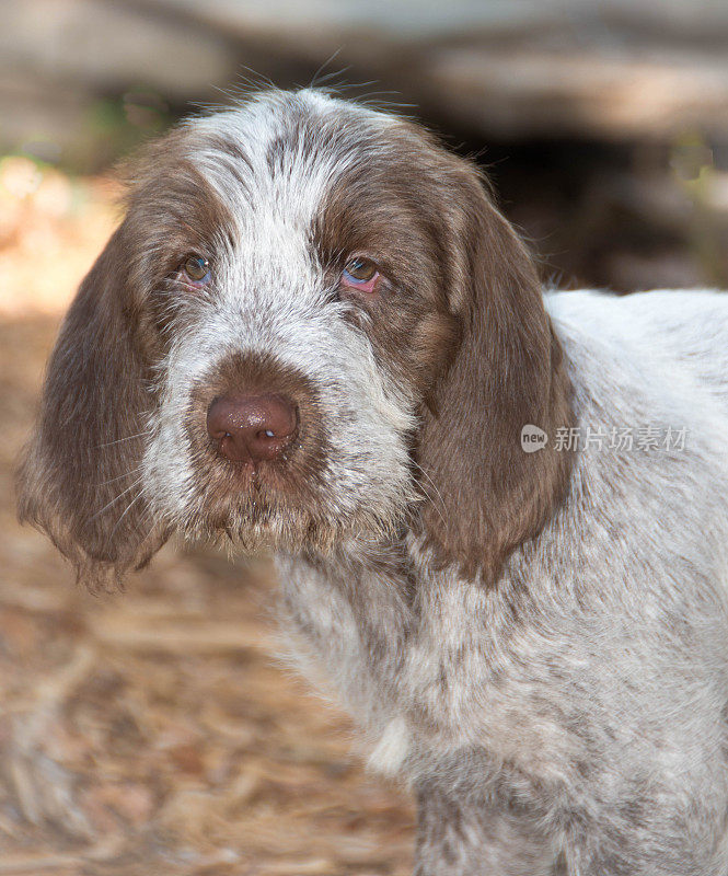 Spinone Italiano 9周大的可爱小狗dog_5